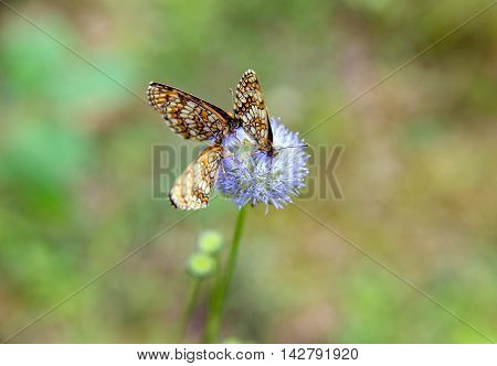 three butterflies melitaea athalia sitting on a blue flower