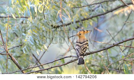 Hoopoe (Upupa epops) on brunch tree, close up