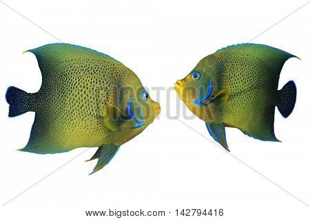 Tropical fish isolated: Koran Angelfish (Pomacanthus semicirculatus) on white background