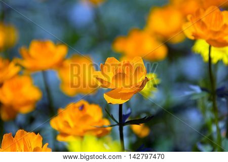 Orange Globe-flower