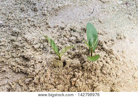 Twin Rhizophora Tree Plant On Sandy Beach.
