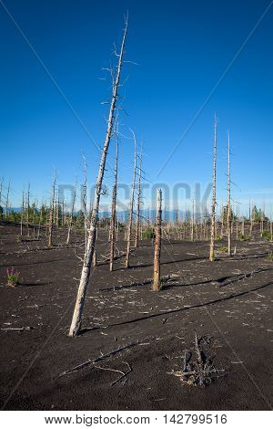 Tolbachik dead forest, a silent witness of a disaster, Kamchatka, Russia
