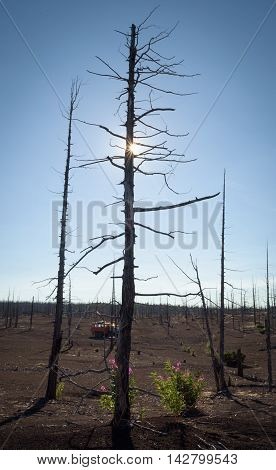 Tolbachik dead forest, a silent witness of a disaster, Kamchatka, Russia