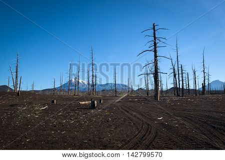 Tolbachik dead forest, a silent witness of a disaster, Kamchatka, Russia