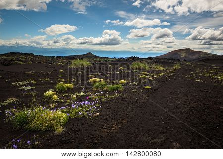 Flowers in a desert-like landscape on the slopes of Tolbachik Volcano, Kamchatka, Russia