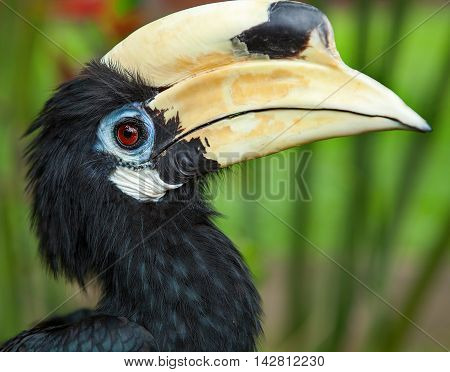 Yellow Billed Hornbill. Bright beautiful bird with big yellow beak