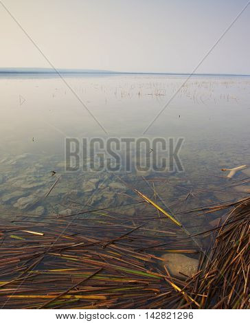 Reeds along the shoreline of a lake in Saskatchewan Canada