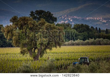 Processing and care of the vineyards in Tuscany of red and white wine in Bolgheri province of Leghorn