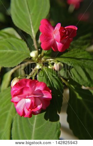 macro bright pink flower in a greenhouse Decembrist