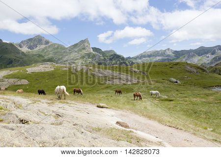 Horses Grazing In The Mountain In Ayous Lakes, Pyrenees, France