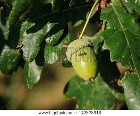 Green Tree. Oak. Acorn on the branches .