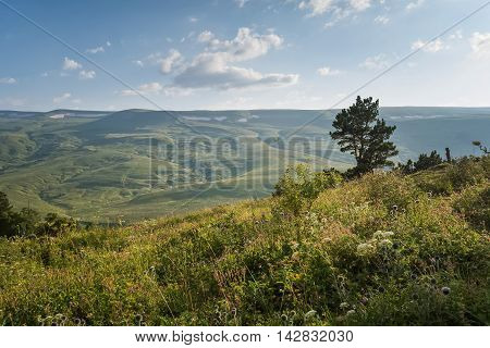 Landscape of mountain alpine meadow covered with white flowers