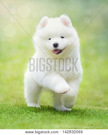 White puppy of Samoyed dog running on green grass. Soft focus.