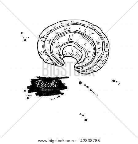 Reishi mushroom vector superfood drawing. Isolated hand drawn illustration on white background. Organic healthy food. Great for banner poster label sign