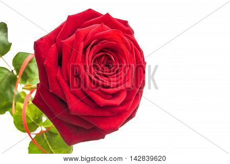 One isolated lush rose. 1 rose on a white background with leaves.