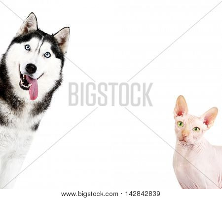 Cute dog and cat on white background. Space for text.