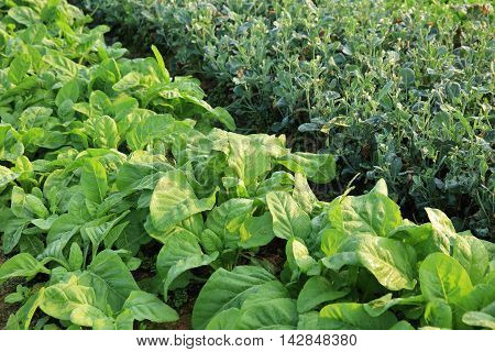 variety vegetable plants in growth at vegetable garden