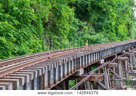 Dog on the Death Railway bridge at Krasae Cave in Kanchanaburi Thailand.