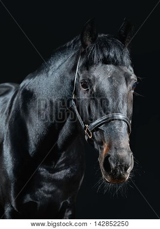 Beautiful black stallion isolated on dark background; close-up
