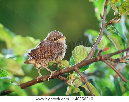 Baby whitethroat sitting on the branch leaves on the background (Common Whitethroat - Sylvia communis)