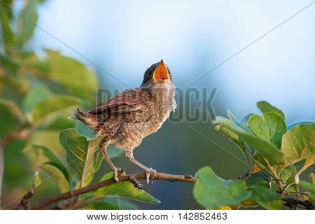 Baby whitethroat sitting on the branch with open beak (Common Whitethroat - Sylvia communis)