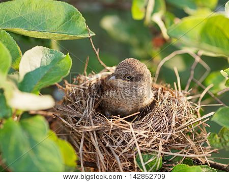 Cute baby bird waiting for its mother in the nest (Common Whitethroat - Sylvia communis)
