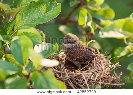 Cute and fluffy baby bird waiting for its mother in the nest (Common Whitethroat - Sylvia communis)