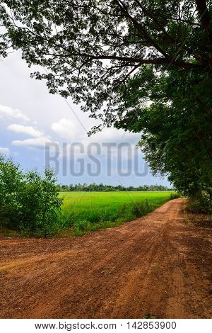 Dirt Street nearby the Rice Cornfield Phichit Thailand