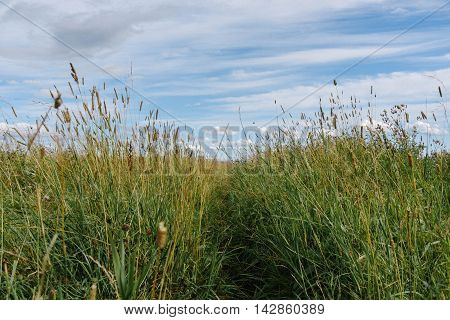 Russian Field Grasses