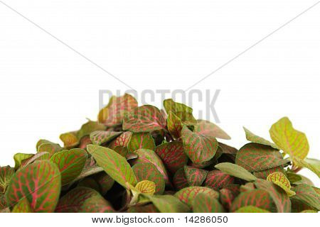 Stueplante Fittonia baggrund, Closeup, isoleret