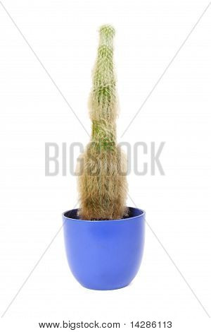 Huonekasvi Cactus Espostoa sininen kukkaruukku, eristetty