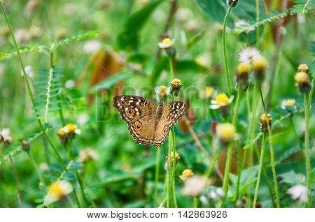 A butterfly on tiny yellow flower and green grass background