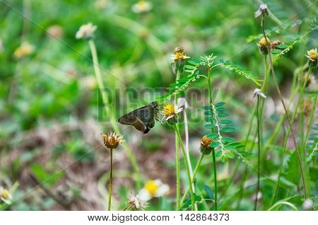 Cute White-banded Awl on a tiny yellow flora