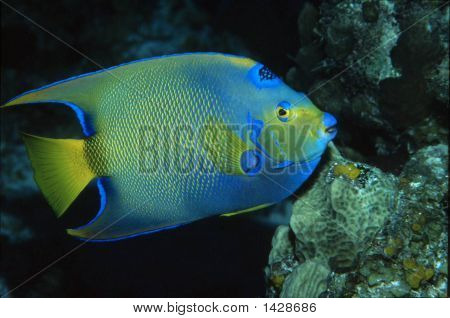Queen Angelfish