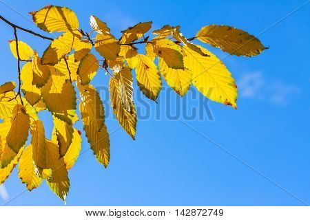 Vibrant fall yellow golden tree foliage close up on blue sky