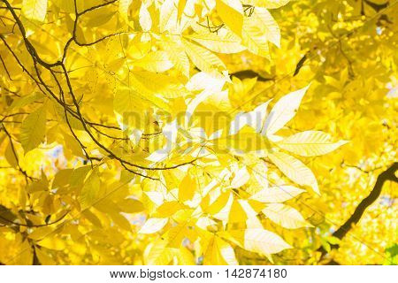 Vibrant yellow golden fall tree fresh foliage background