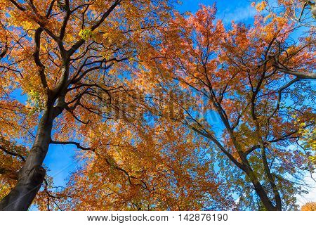 Vibrant orange fall tree foliage on blue sky background