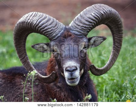 Detail of head of wild mouflon - Ovis orientalis orientalis