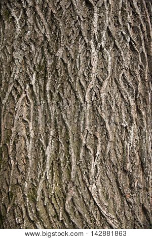 Relief tree bark. The wavy structure of tree bark. Texture background