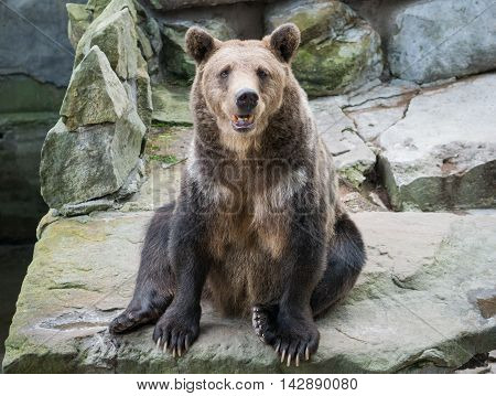 bear sits on stone looks in your eyes