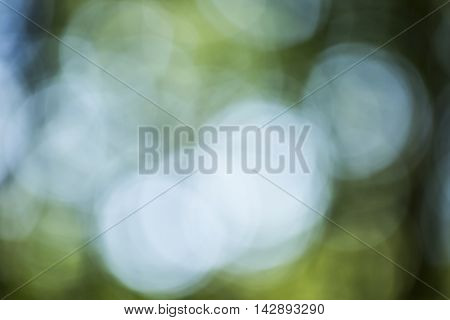 Bokeh Background In Forrest
