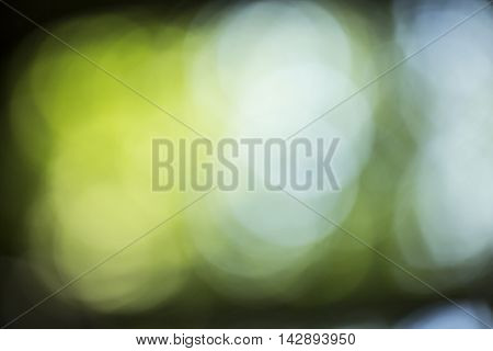 Bokeh Background In Forrest