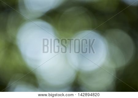 Bokeh Background In Forrest