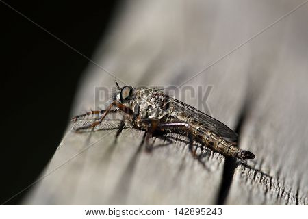 Kite-tailed Robberfly (Machimus atricapillus) on a wood background.