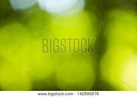 Bokeh Background In Forrest