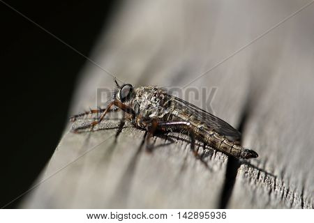 Kite-tailed Robberfly (Machimus atricapillus) on a wood background.