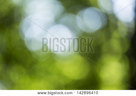 Bokeh Background In Forrest