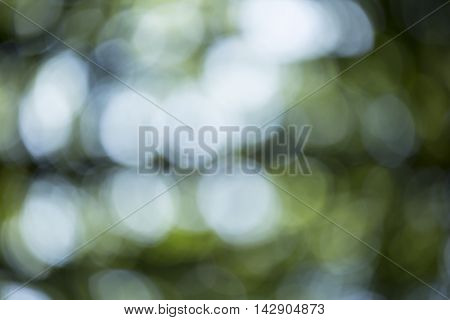 Bokeh Background In Forrest