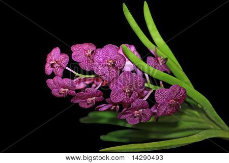 Dot Phalaenopsis orkidé