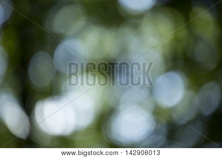 Bokeh Background In Forrest